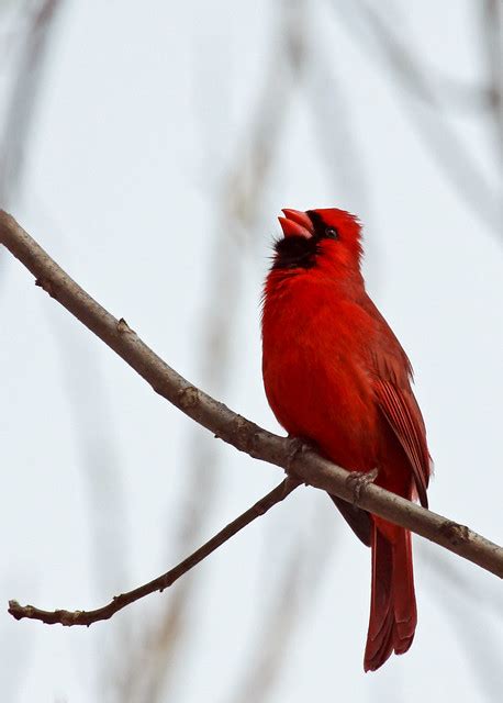 Singing Male Cardinal | Flickr - Photo Sharing!