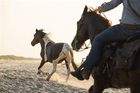 The chincoteague pony swim – Artofit