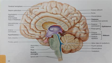 Midsagittal Section Brain