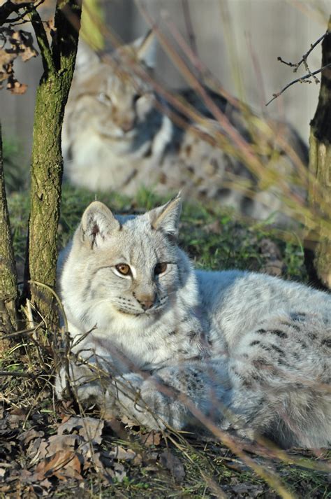 Eurasian Lynx | The white lynx (born on May 20th 2010) all g… | Flickr