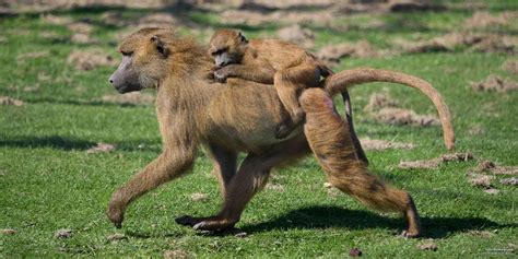 Baboon Attack Human