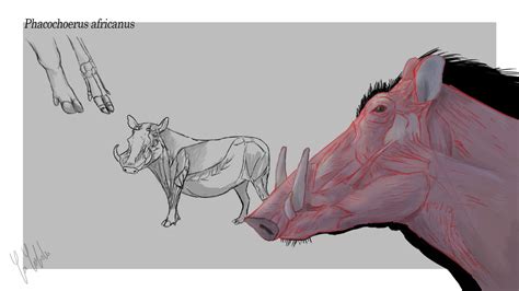 Warthog Anatomy Sketch by Iofryy on DeviantArt