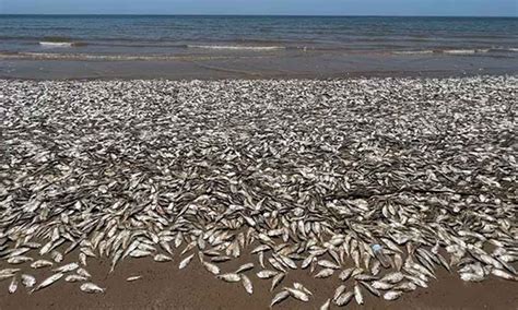 Thousands of dead fish wash ashore in Texas