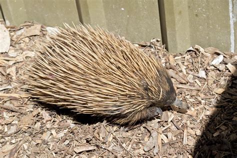 An echidna with spines stock photo. Image of monotreme - 115270196