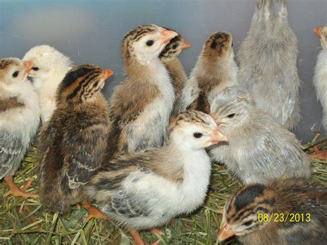 Guinea Fowl Chicks