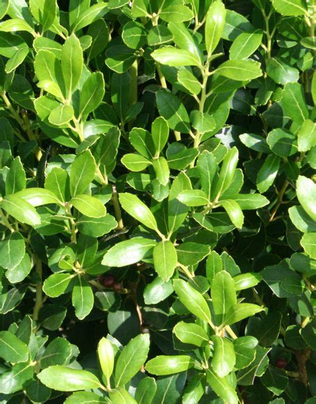 Ilex glabra compacta ‘F & F’ - Moon Nurseries