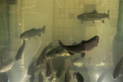 Alive Sturgeon in the Aquarium Stock Photo - Image of water, body ...