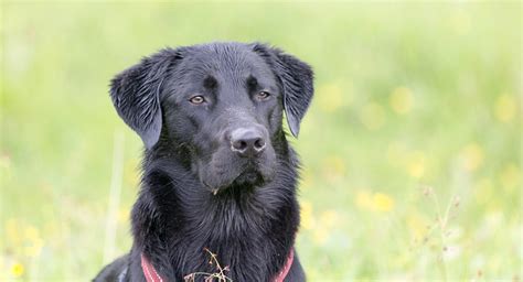 Goldador Dog - A Complete Guide To The Golden Retriever Lab Mix