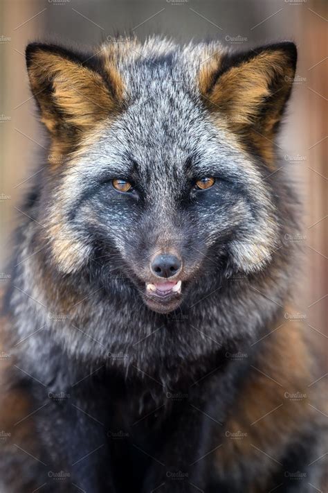 Portrait silver Fox beautiful anima | Pet fox, Foxes photography, Fox