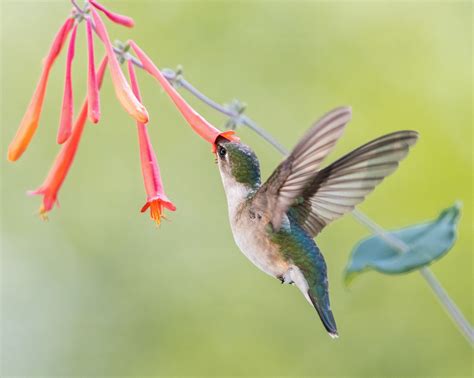 12 Best Vines for Hummingbirds That Are Easy to Grow