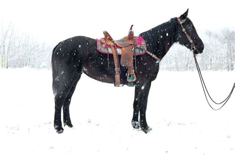 Big Well Broke 16 Hand Percheron Crossbred Mare, Rides and Drives