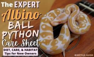 Albino Ball Python Morph Care, Diet, & Habitat Setup for New Owners