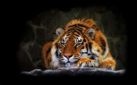 Tiger Desktop Wallpaper HD - WallpaperSafari