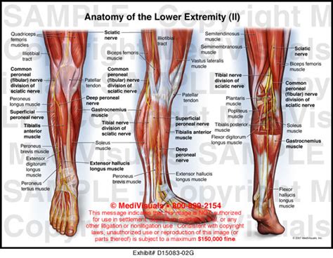 Lower Body Anatomy Diagram - File 2136ab Lower Limb Veins Anterior Posterior Jpg Wikipedia : Jan ...