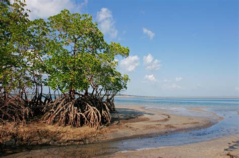 Ivory Coast: 50% of mangrove forests lost in nearly 30 years | Afrik 21