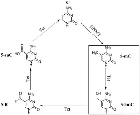 Figure 1 from The role of active DNA demethylation and Tet enzyme ...