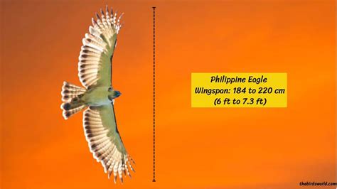 Philippine Eagle Wingspan: How Big Are They Comparison?