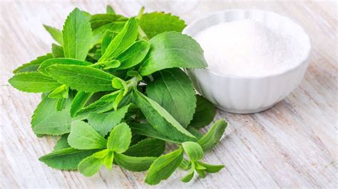 Stevia Rebaudiana, Si Manis dari Paraguay yang Berpotensi Menyingkirkan ...