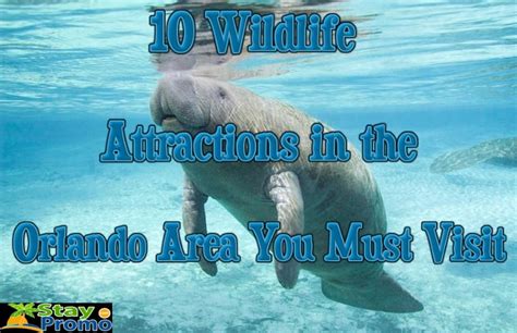 10 Wildlife Attractions in the Orlando Area You Must Visit | StayPromo