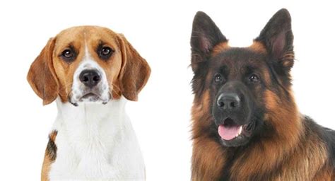 German Shepherd Beagle Mix - Two Popular Breeds Combined