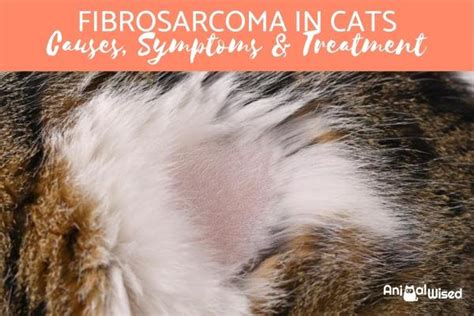 Fibrosarcoma in Cats - Causes, Symptoms and Treatment