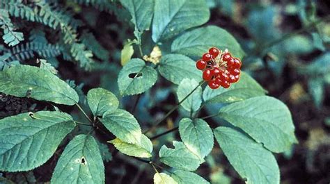 25 Charged With Illegal Ginseng Harvesting