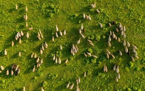 Dorper Sheep Farming in Kenya: Raising From Scratch for Breeding to ...