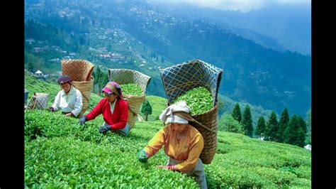 Best Tea Gardens Of Darjeeling | Fasci Garden