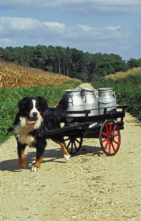 BERNESE MOUNTAIN DOG, ADULT PULLING a CART with MILK CHURN Stock Image - Image of milk, length ...