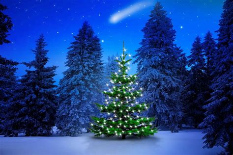 Lighted Tree in Winter Forest Computer Wallpapers, Desktop ... | Christmas tree wallpaper ...