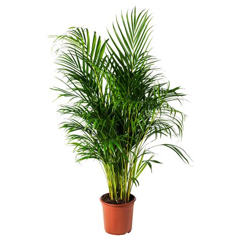 DYPSIS LUTESCENS potted plant Areca palm 24 cm | IKEA Lietuva