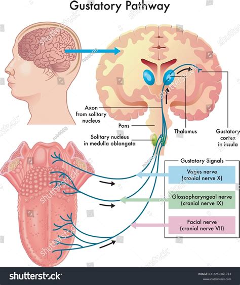 Diagram Gustatory Pathway Annotations Stock Vector (Royalty Free ...