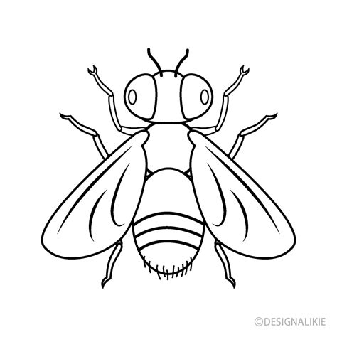 Fly Top View Black and White Free PNG Image｜Illustoon