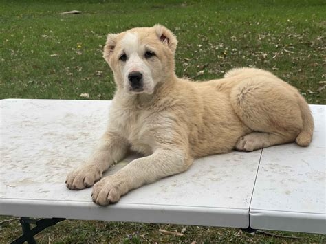 Central Asian Shepherd Puppies