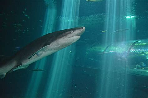 Open Sea & Shark Tunnel - Oregon Coast Aquarium