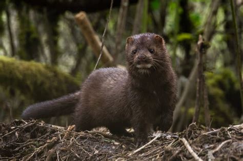 Mink VS Ferret: 7 Differences (With Pictures) - The Pet Savvy