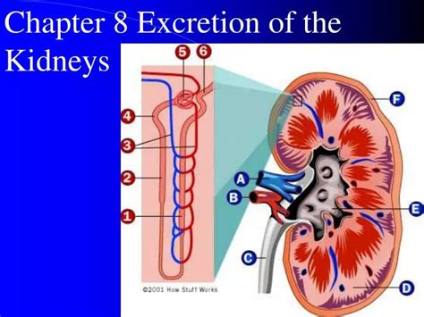 PPT - Chapter 8 Excretion of the Kidneys PowerPoint Presentation, free ...