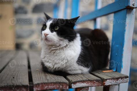 Cat sitting on a chair 8379654 Stock Photo at Vecteezy