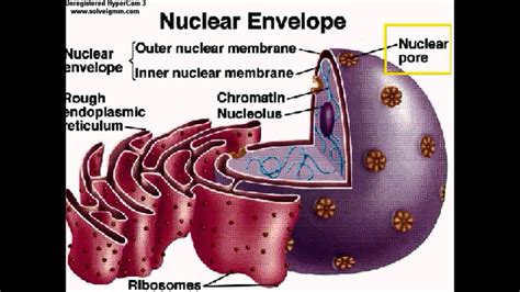 The Nucleus, the Nuclear Envelope, and Chromosome Packaging - YouTube