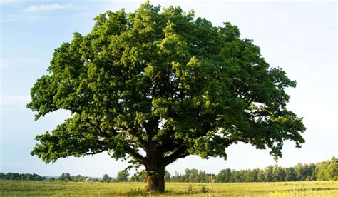 Oak Tree: Growth, Uses, Care Tips and Toxicity