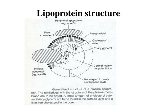 PPT - Lipoproteins PowerPoint Presentation, free download - ID:4709030