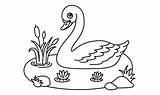 Coloring Pages Of A Swan sketch template