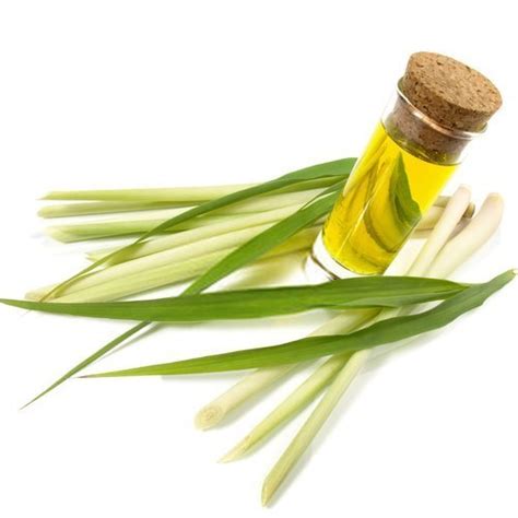 Lemongrass Oil, 100 ml at Rs 1100/litre in Noida | ID: 24304901288