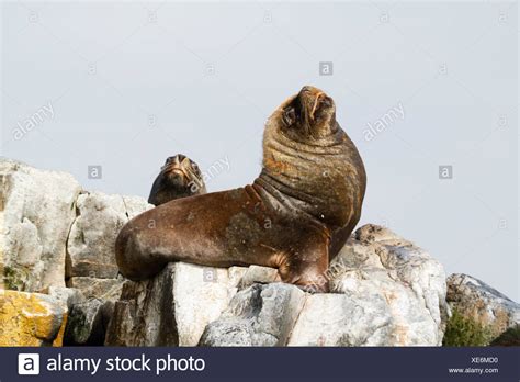 Eared Seal High Resolution Stock Photography and Images - Alamy