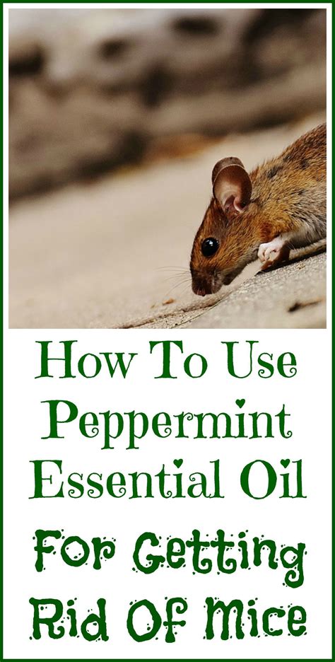 Peppermint Oil For Getting Rid Of Mice - Organic Palace Queen | Getting rid of mice, Peppermint ...