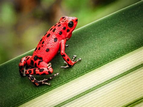 Red Poison Dart Frog Stock Photos, Pictures & Royalty-Free Images - iStock