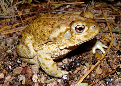 Sonoran Desert Toad Season Is Coming – Affordable Pest Control