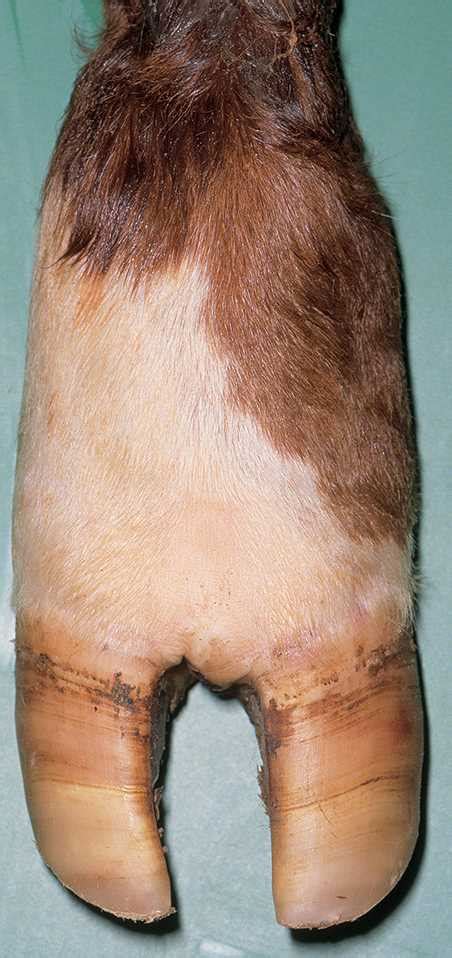 Dairy Cattle Hoof Lesion Identification