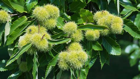 Sweet Chestnut (Castanea sativa) - Woodland Trust