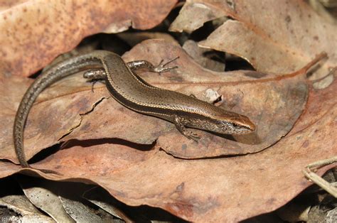 Common Garden Skink (Lampropholis guichenoti) | Common Garde… | Flickr